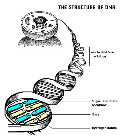 estructura del adn. La Estructura del ADN;